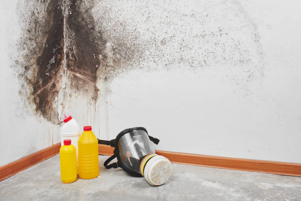 Best Certified Mold Removal  in Long Beach, CA