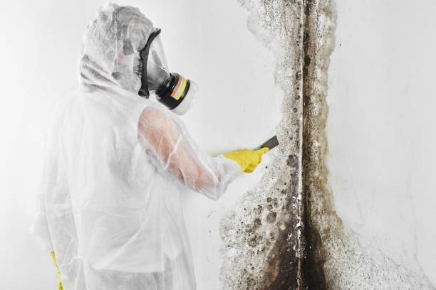 Best Black Mold Removal  in Long Beach, CA