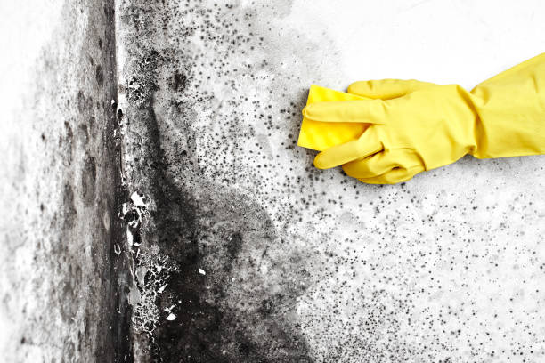 Best Certified Mold Removal  in Long Beach, CA