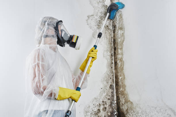 Best Mold Removal and Inspection  in Long Beach, CA