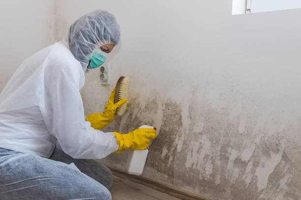 Trusted Long Beach, CA Mold Removal Experts