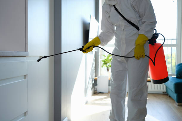 Best Emergency Mold Removal  in Long Beach, CA