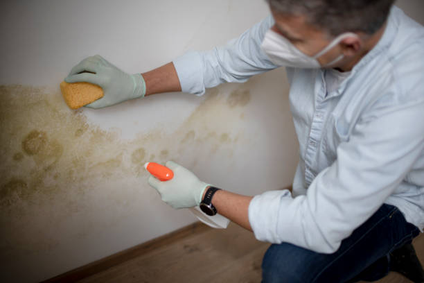 Mold Testing and Removal in Long Beach, CA