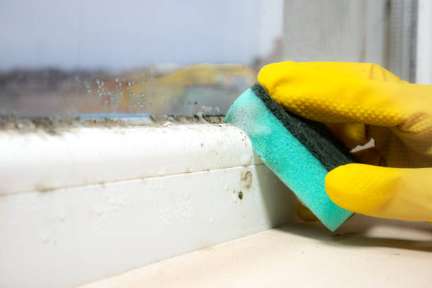 Best Mold Testing  in Long Beach, CA