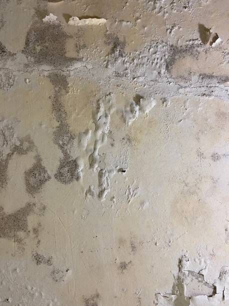 Best Home Mold Removal  in Long Beach, CA