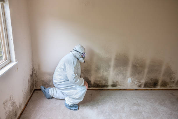 Best Mold Damage Repair  in Long Beach, CA