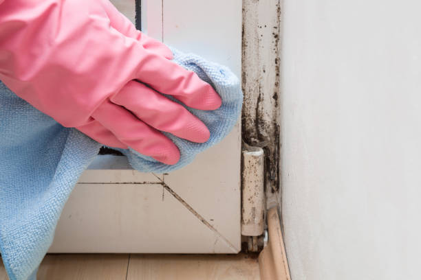 Best Fast Mold Removal  in Long Beach, CA